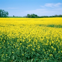 Oil Seeds