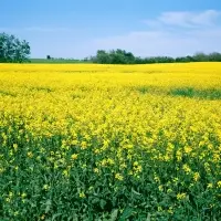 Oil Seeds