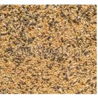 Canary Seed