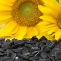 Sunflower Seeds