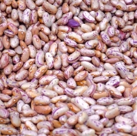 Canadian Beans