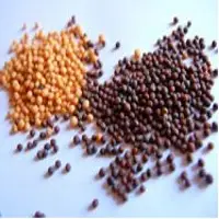 Mustard Seed