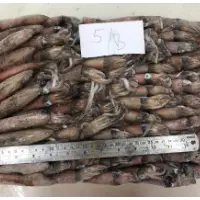 Frozen Squids Wholeround