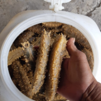 Frozen Sea Cucumber