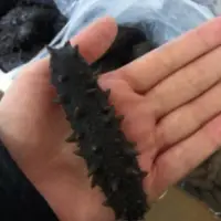 Dried Blake Sea Cucumber