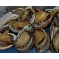 Frozen Abalone Wholeround