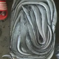 Frozen Wholeround Ribbon Fish