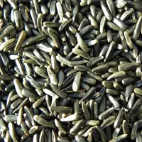 Indian Niger Seed