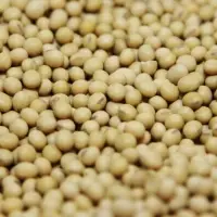 GMO Soybean