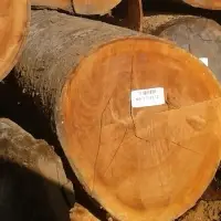 Tropical Round Logs from Surinam