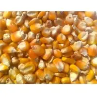 Yellow Corn