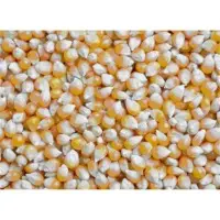 Yellow maize
