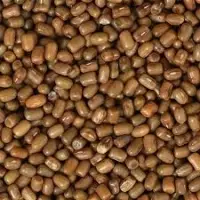 Moat Beans (Matki)