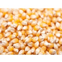 Maize Popcorn