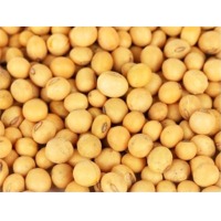 Soybean