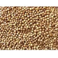 Coriander Seeds
