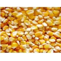 Maize