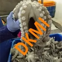Frozen Flower / Ball Octopus
