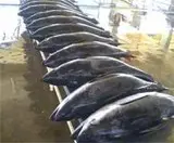 Tuna/blue marlin fish