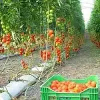 Grow Bag