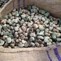Raw Cashew Nuts