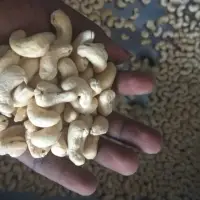 Cashew Nut Kernel