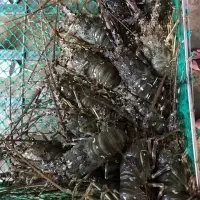 Lobster