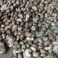 Cashew Nuts