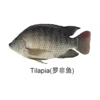 Tilapia Fish