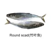 Round Scad Fish