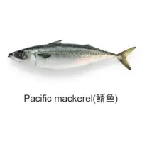 Pacific Mackerel Fish