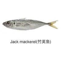 Jack Mackerel Fish