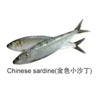 Chinese Sardine Fish
