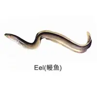 Eel Fish