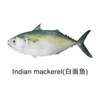 Indian Mackerel Fish