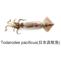 Todarodes Pacificus