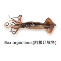 Illex Argentinus