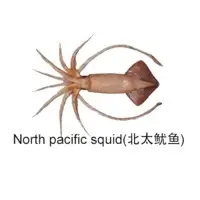 North Pacific Squid