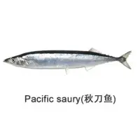 Pacific Saury Fish