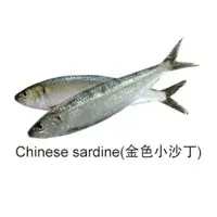 Chinese Sardine Fish