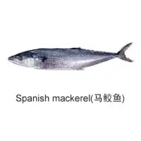 Spanish Mackerel Fish