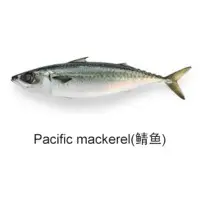 Pacafic Mackerel Fish