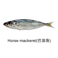 Horse Mackerel Fish