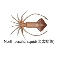 North Pacific Squid
