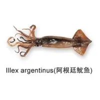 Illex Argentinus