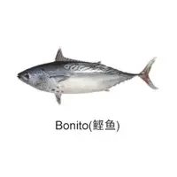 Bonito Fish