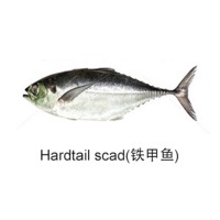Hardtail Scad Fish