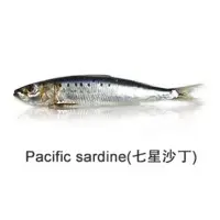 Pacific Sardine Fish
