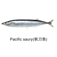 Pacific Saury Fish