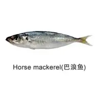 Horse Mackerel Fish